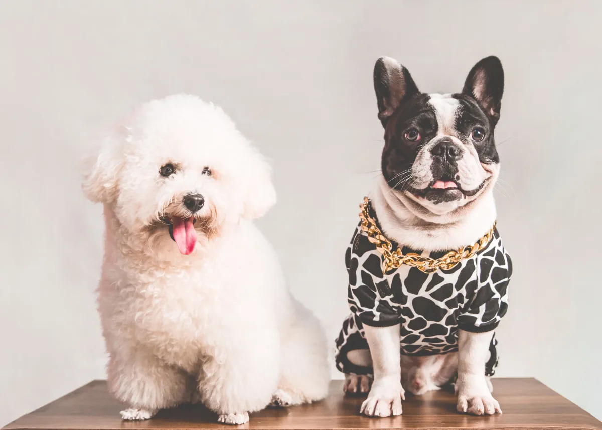 Bichon Frise and French Bulldog in a studio setting
