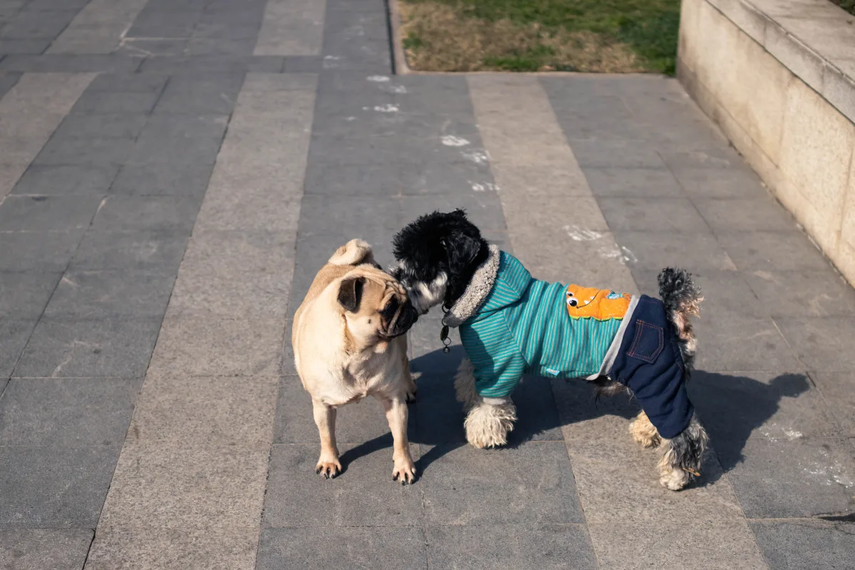 A pug and small dog playing on a sunny sidewalk