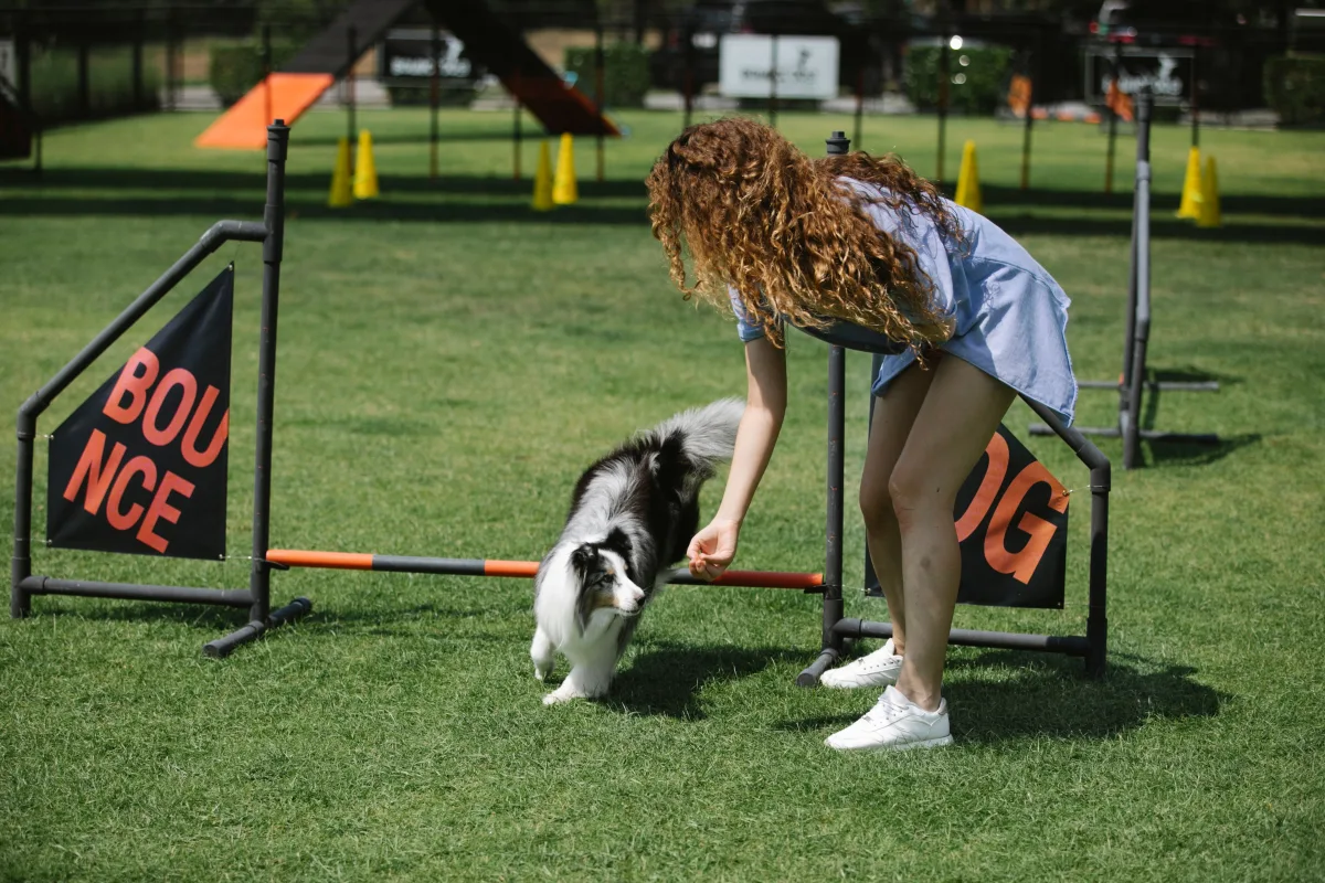 Woman with curly hair training a Sheltie on an outdoor agility field