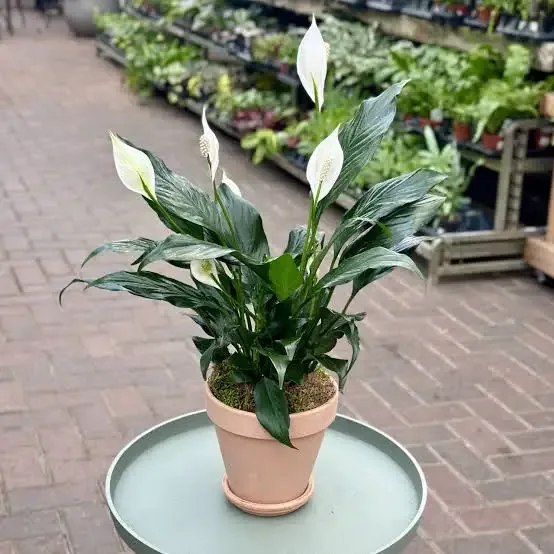 Peace Lily