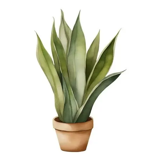 Snake Plant