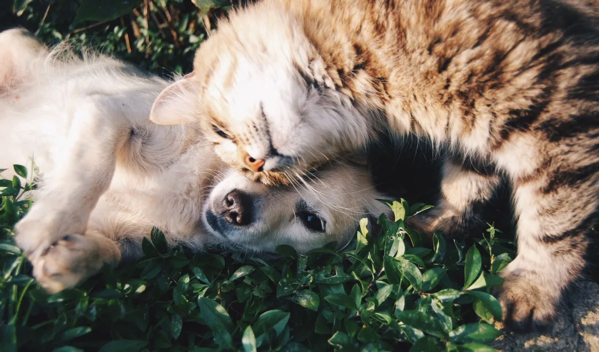 Cat and dog resting together on green grass