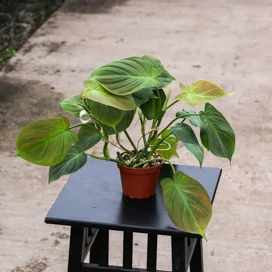 Philodendron
