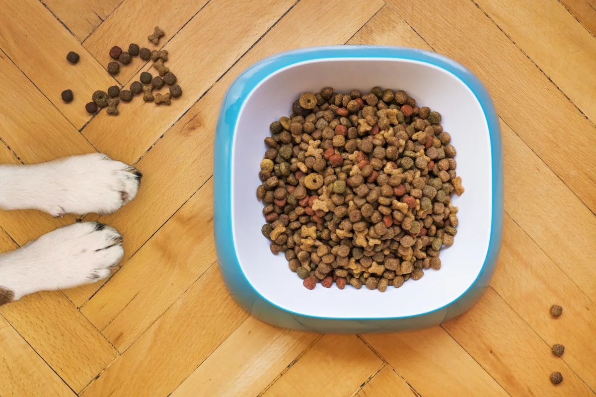 Dog paws beside a bowl of dry kibble on a wooden floor