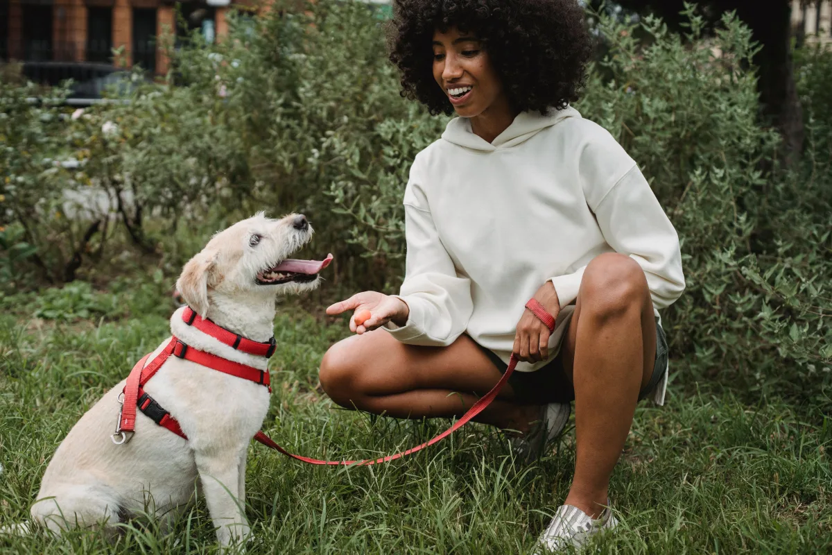 Owner rewarding Labrador retriever with treat during outdoor training session
