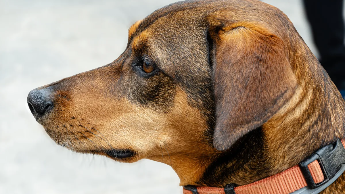 Side view of a brown dog wearing a collar, calm demeanor