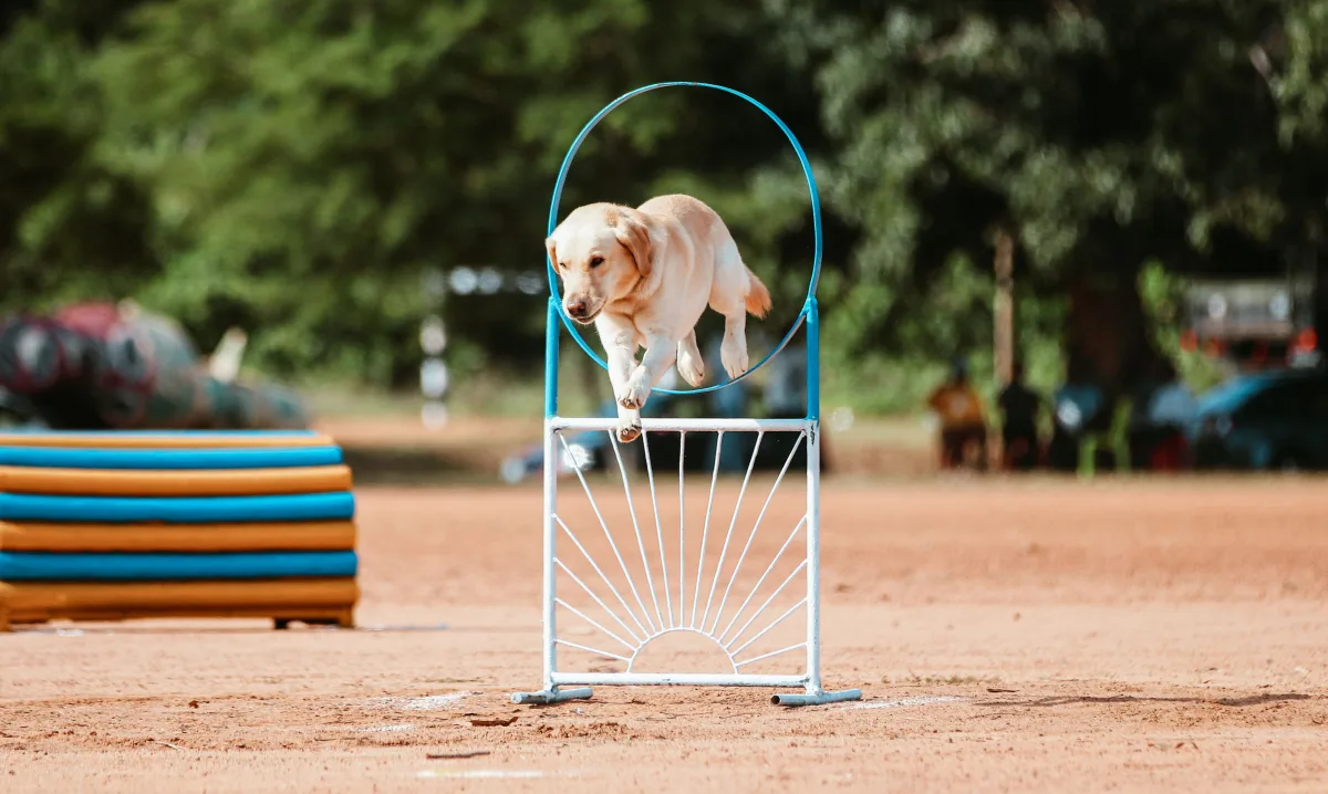 Labrador retriever jumping through hoop during agility training exercise