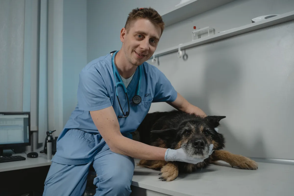 Veterinarian conducting a routine health check on a dog in a clinic