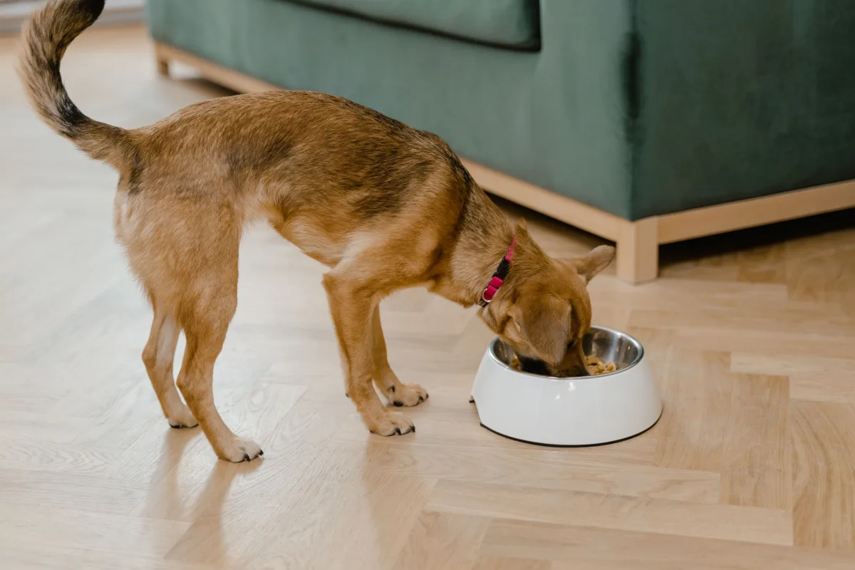 Small brown dog eating from a bowl indoors