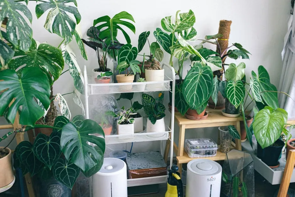 Modern living room with plants and clean air setup 2026
