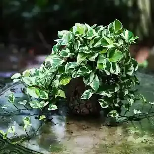 Pothos (Epipremnum aureum)