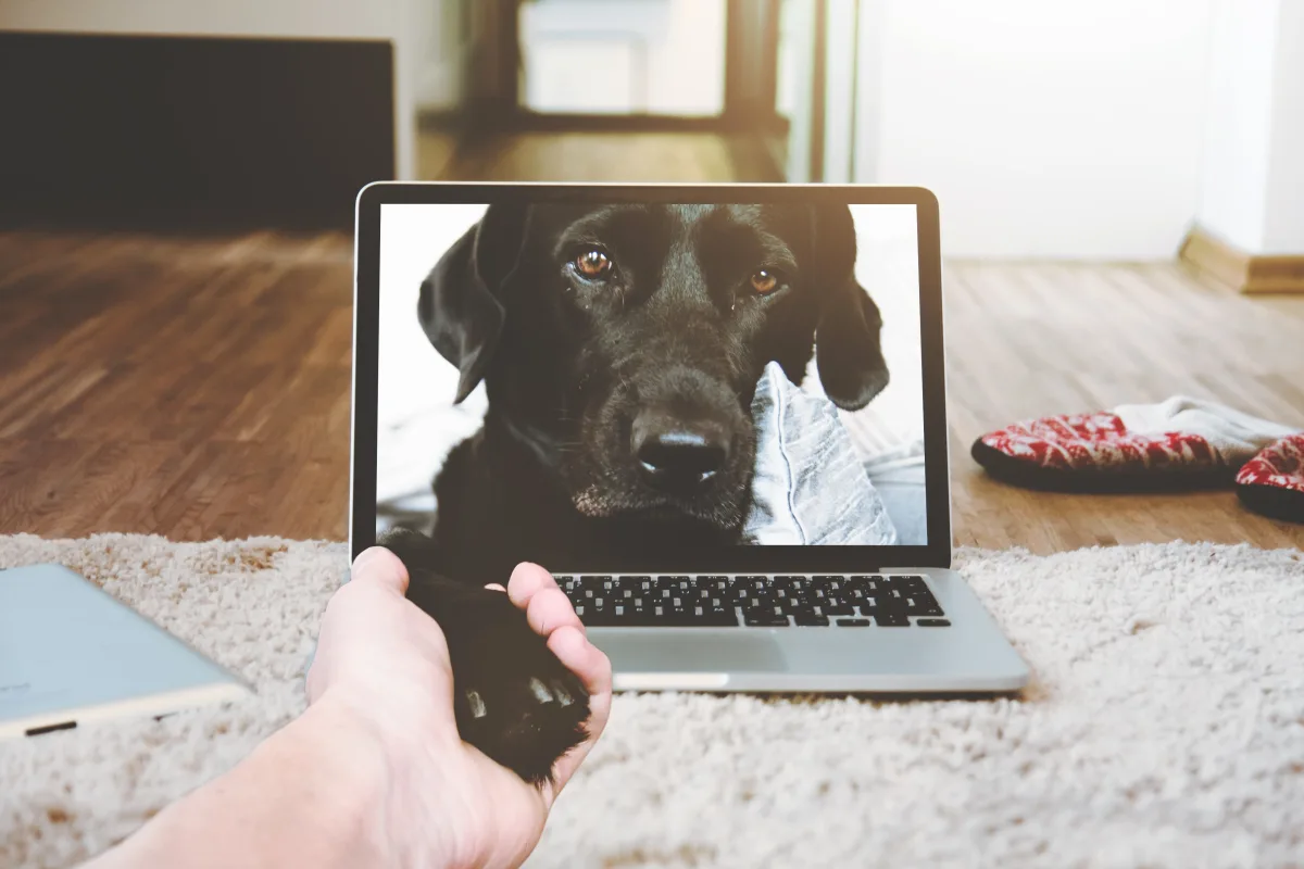 A dog gazing at a home pet camera, illustrating remote monitoring