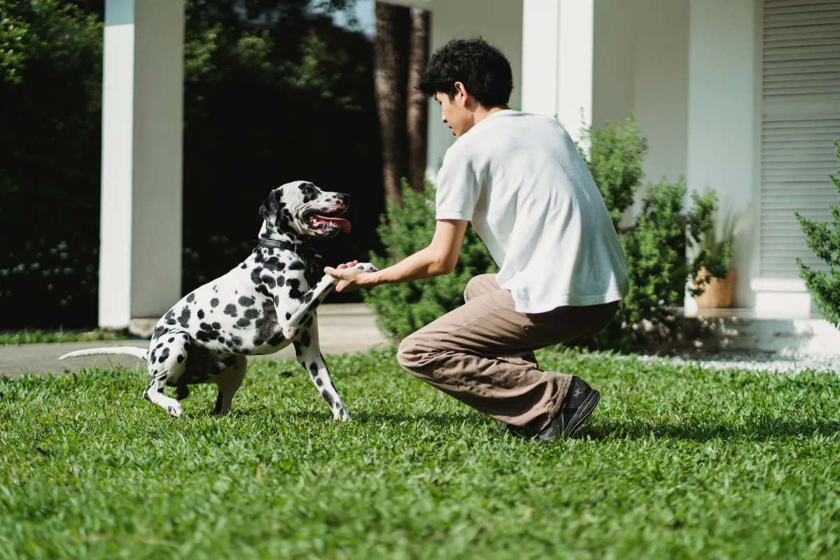 Man kneeling on grass training a Dalmatian dog with positive reinforcement