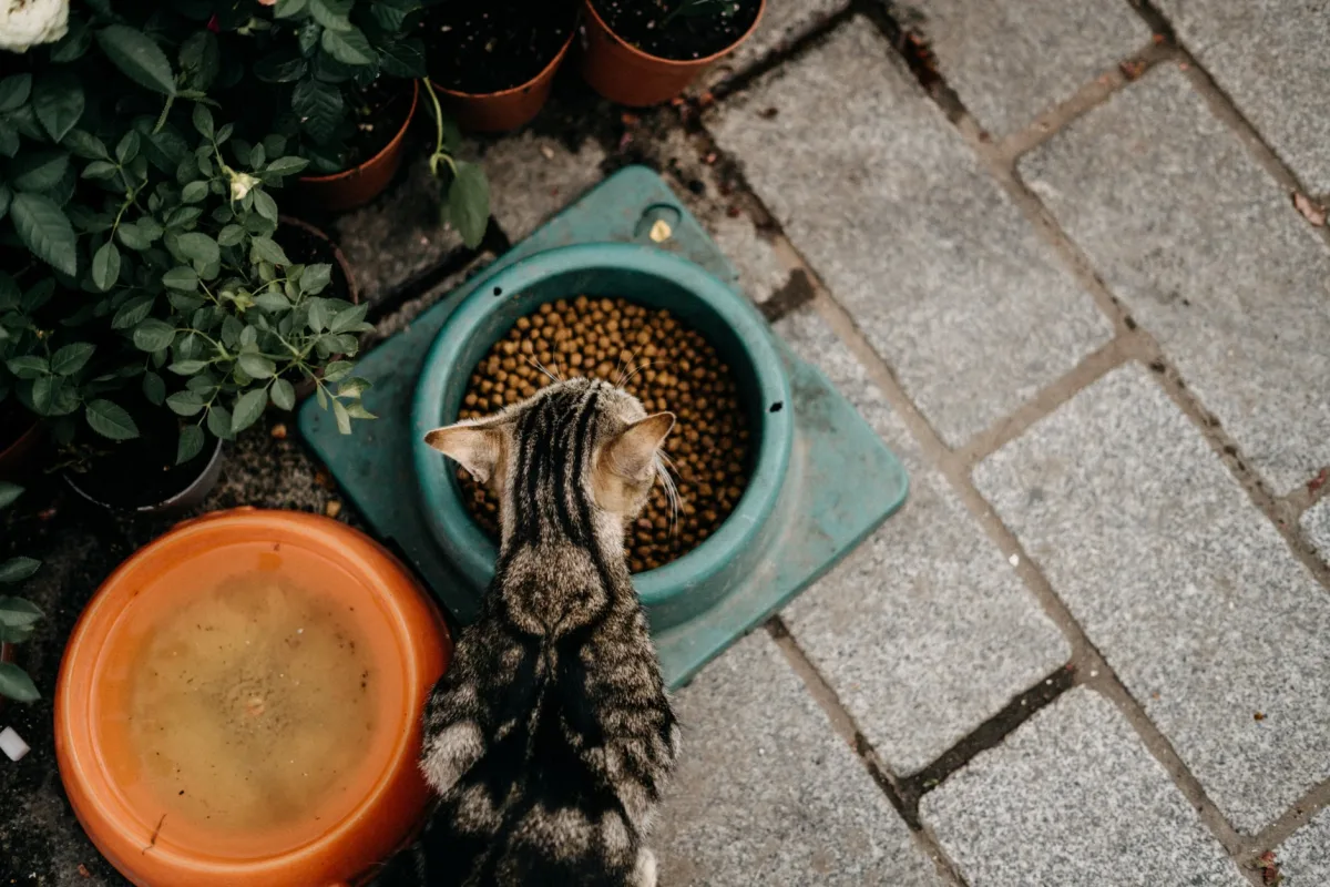 What Your Cat Needs at Every Age