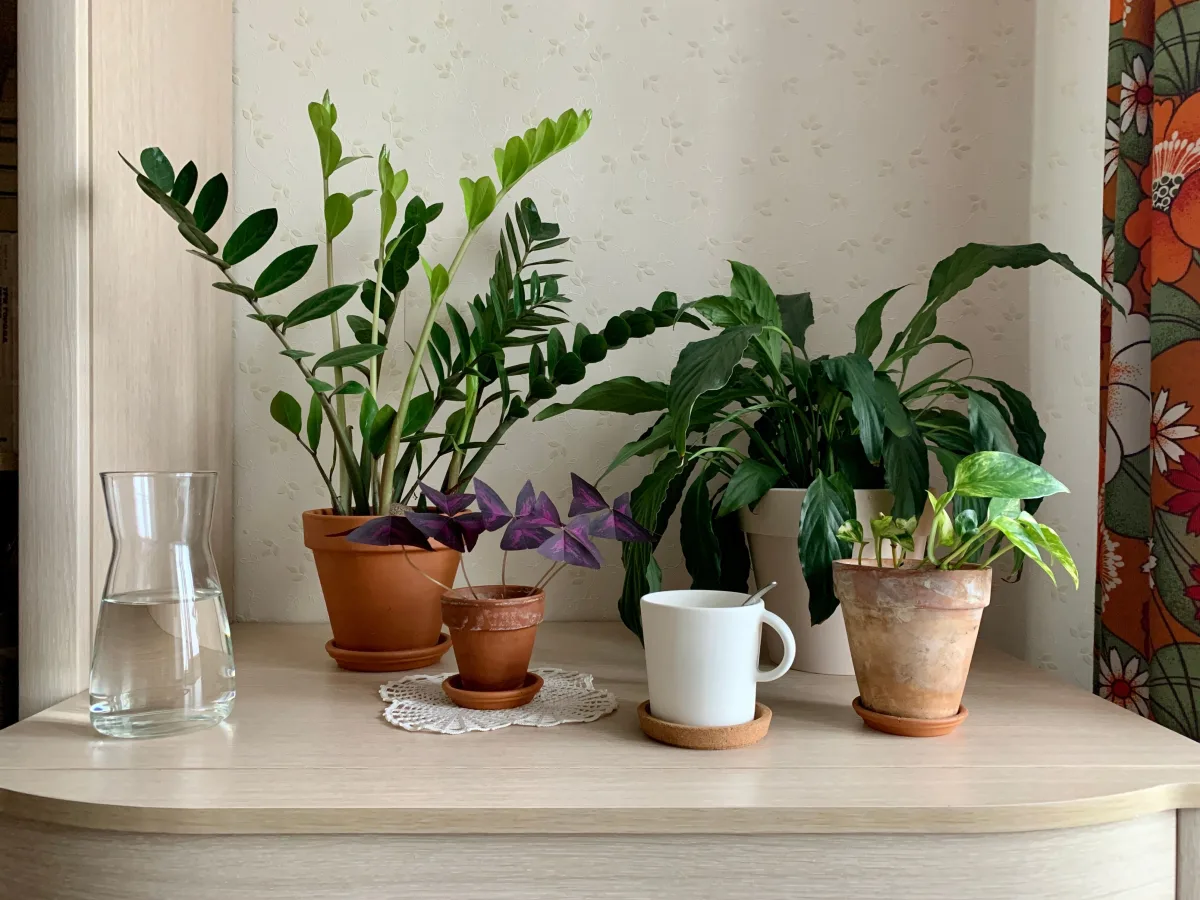 Collection of indoor houseplants on a wooden shelf in natural light