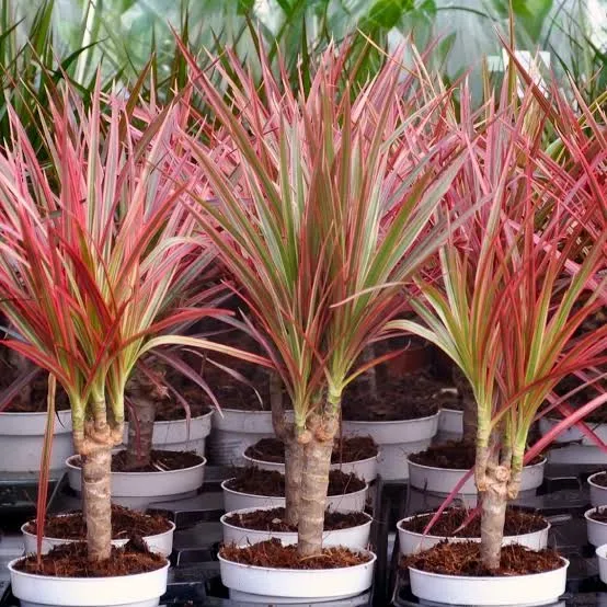 Dracaena