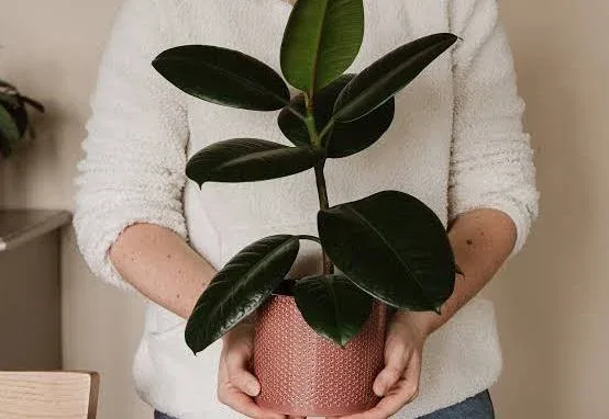 Rubber Plant