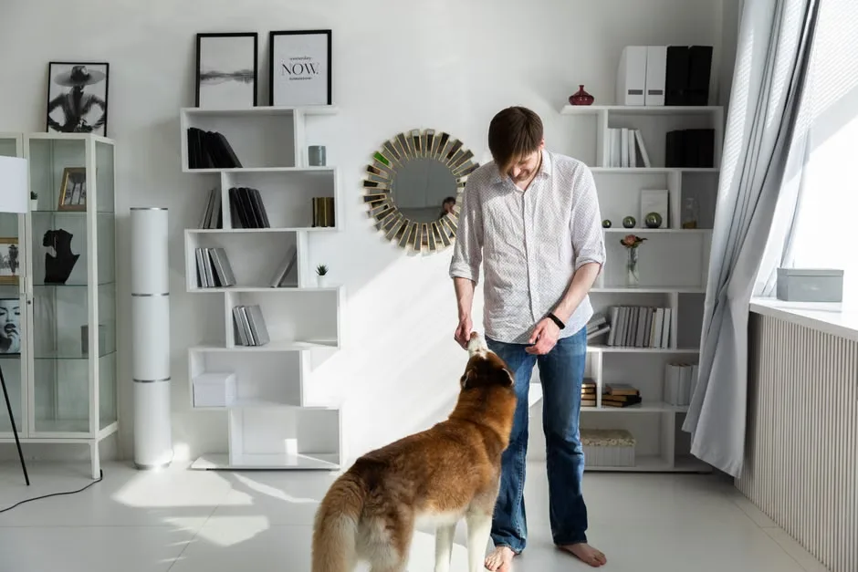 Man relaxing in sunlit modern room with dog