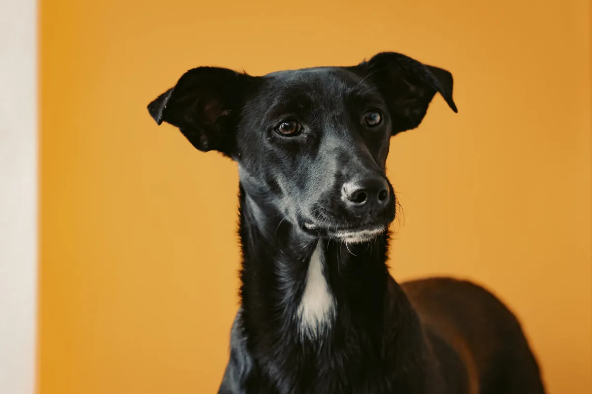Close-up of a dog with attentive eyes, representing AI pet detection