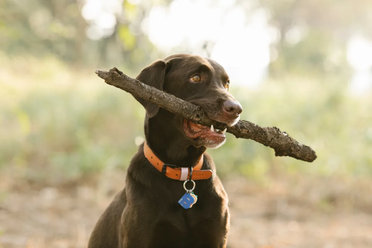 Labrador Retriever wearing a collar with tag outdoors in sunlight