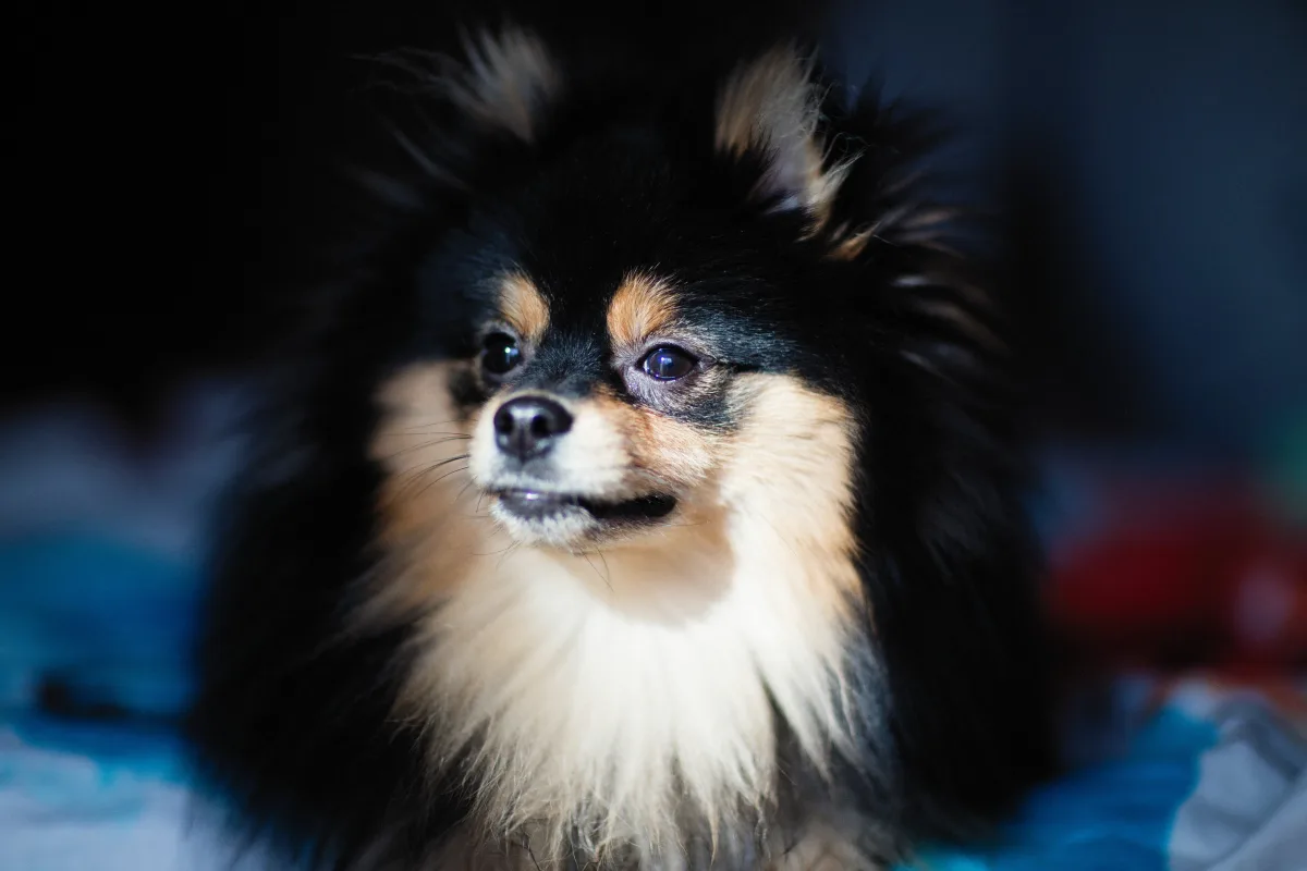 Close-up portrait of a miniature Spitz dog with fluffy coat