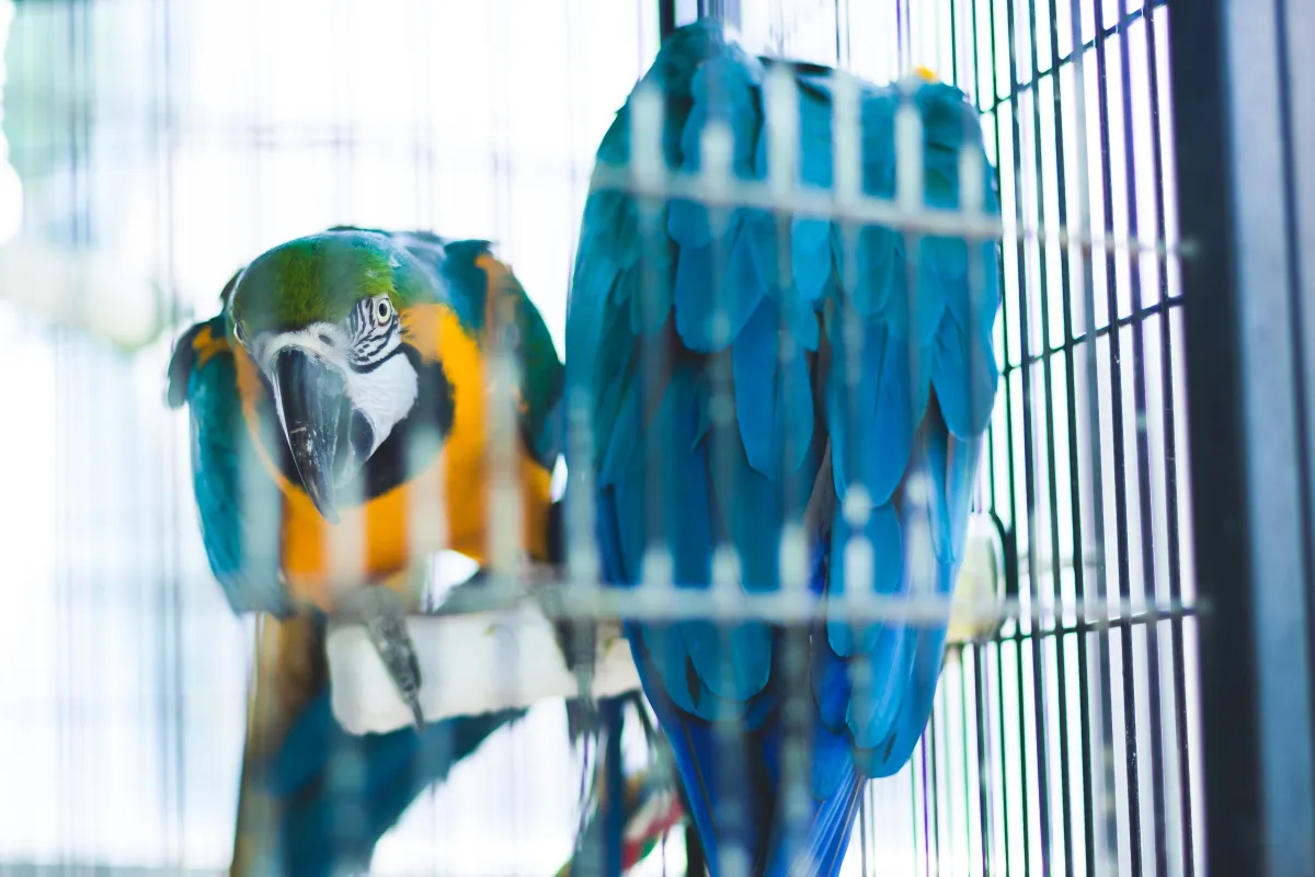 Blue and yellow macaw parrots inside a large bird cage