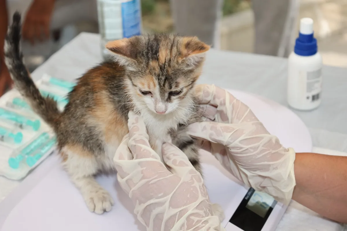 Veterinarian holding and examining a cat