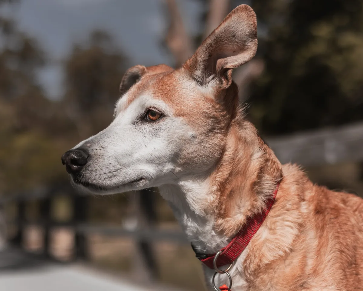 Close-up portrait of a dog with focused expression — representing a pet you'd want to keep safe and trackable