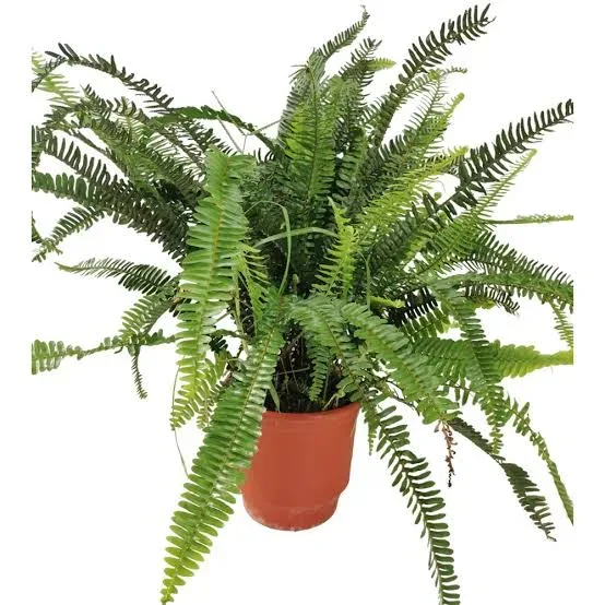 Boston Fern