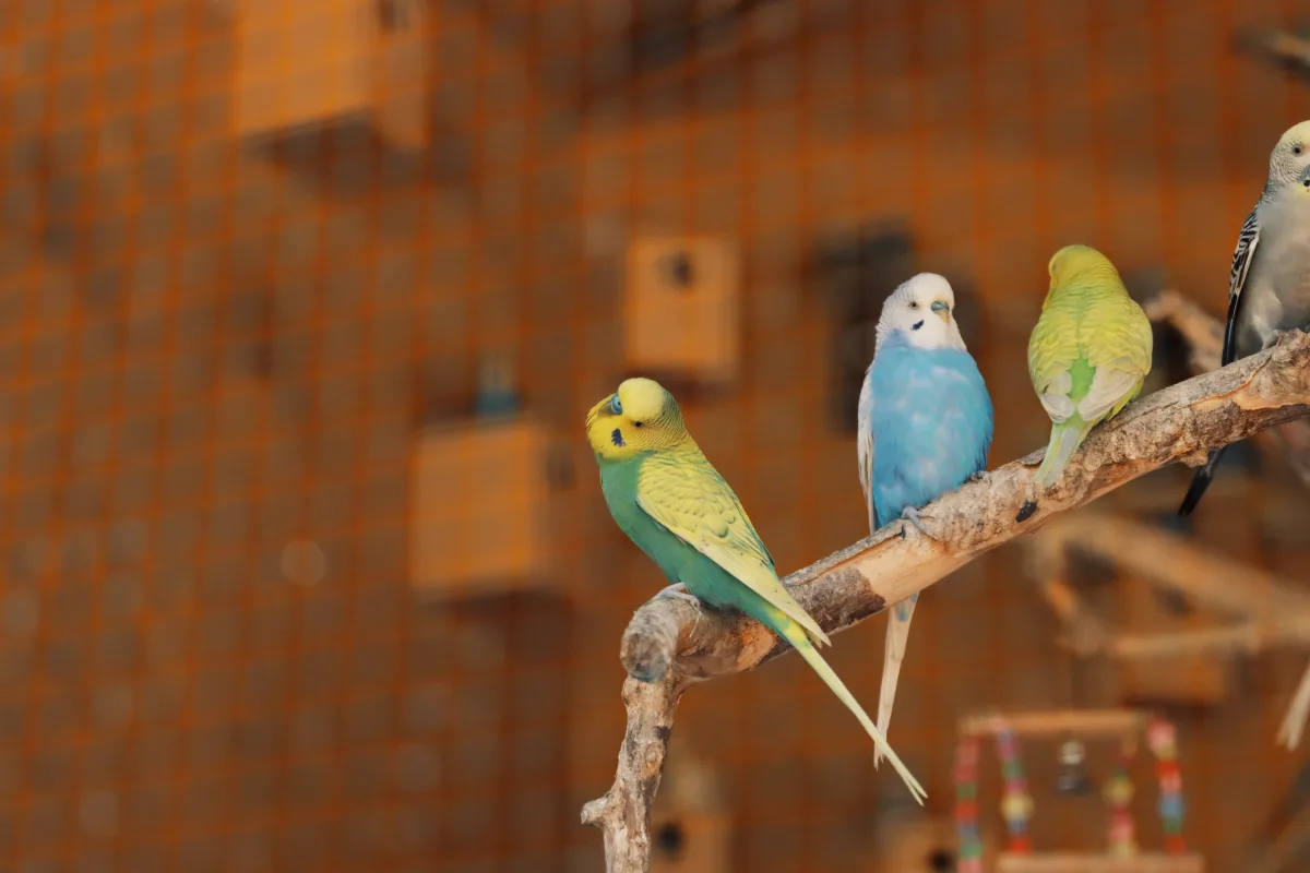 Colorful parrot perched on a branch outside a cage, illustrating out-of-cage enrichment
