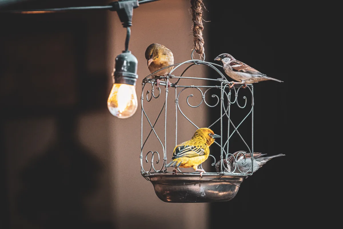 Decorative bird cage with warm bulb lighting showing cage bar detail