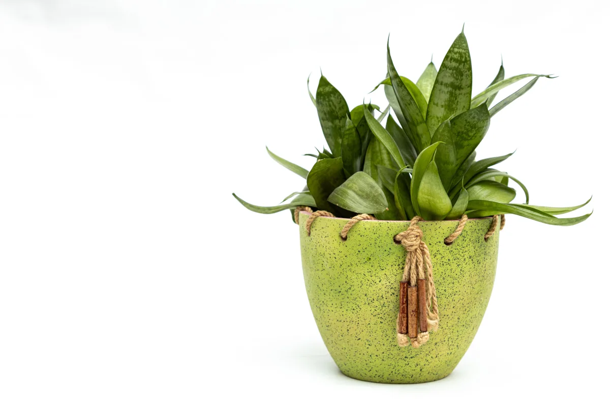 Snake plant in a ceramic pot — one of the best easy-care indoor plants for low light