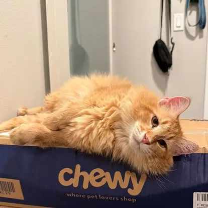 Chewy Pharmacy and Pet Health Services