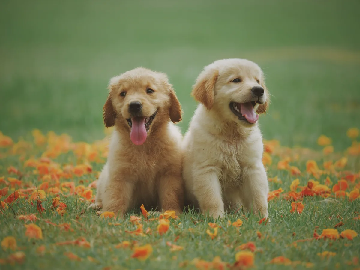 Golden retriever dog sitting next to an open cardboard subscription box with toys and treats