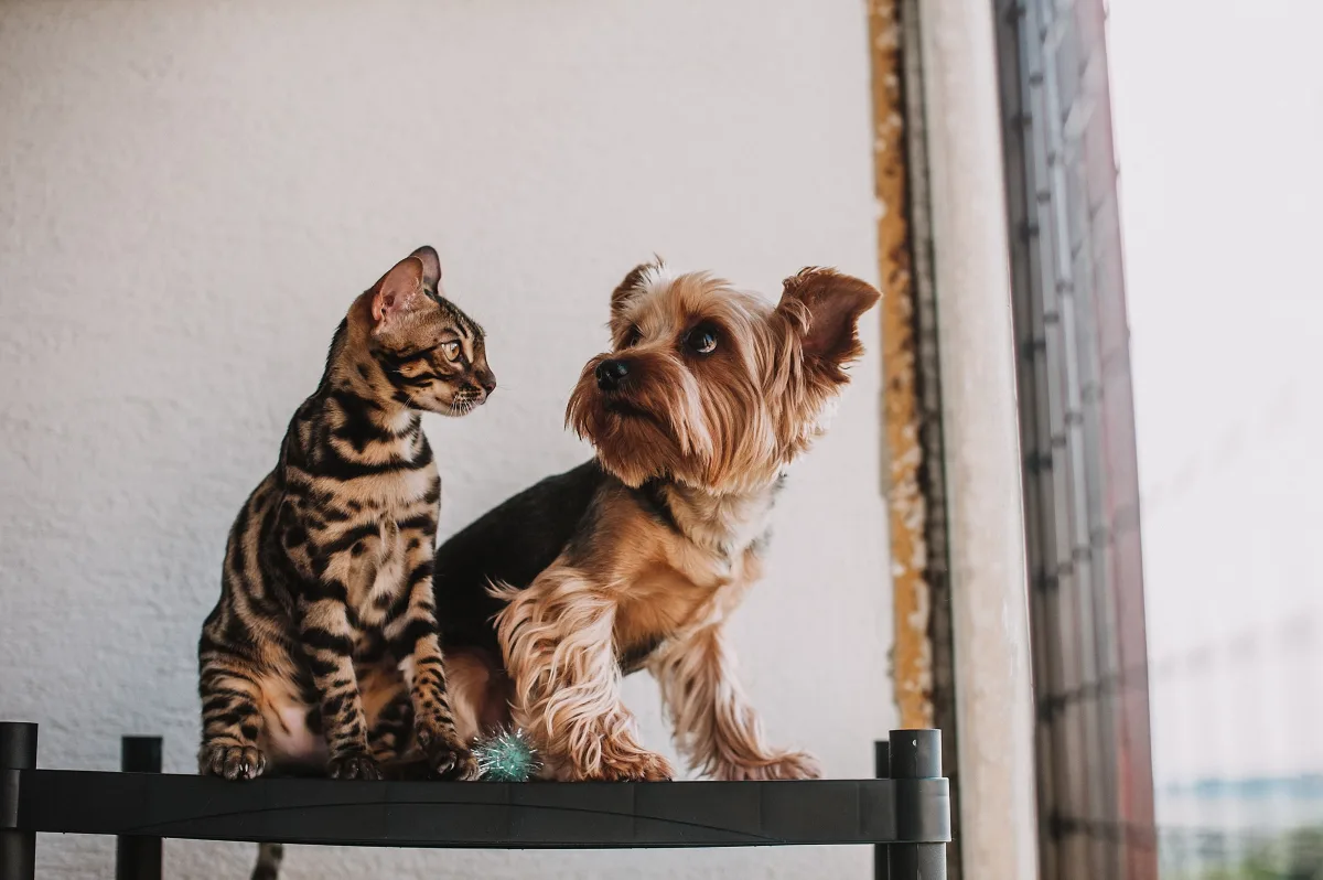 A Bengal cat and Yorkie terrier sitting together by a window
